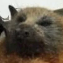 creator da bat's avatar