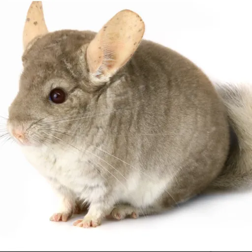 creator Chinchilla🐁's avatar