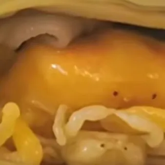 creator pea crab_lover's avatar