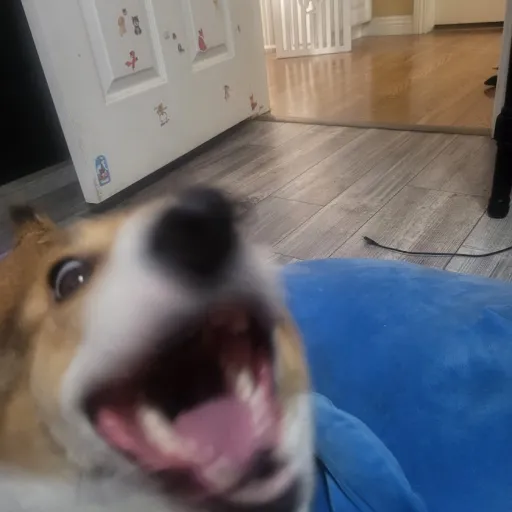 creator Corgi Poo's avatar