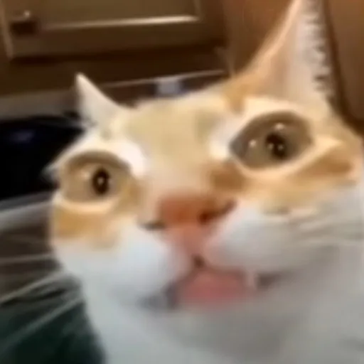 creator cat?'s avatar