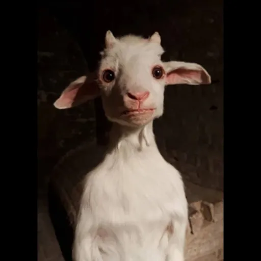 creator goat1's avatar