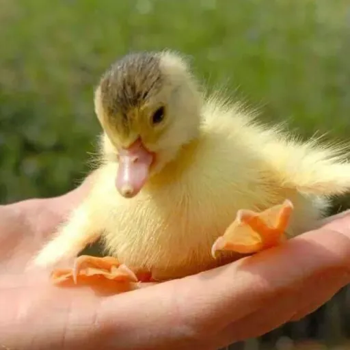 creator Ducky duck duck🦆's avatar
