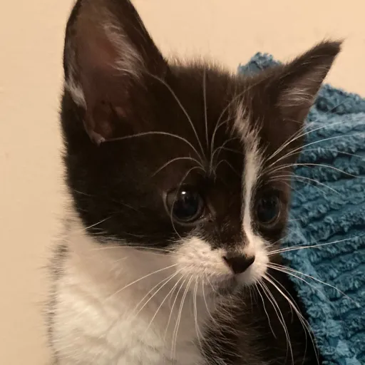 creator LissaKitty's avatar