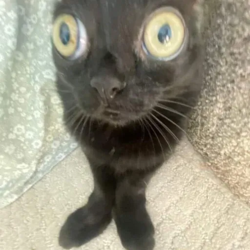 creator I'm a cat help's avatar