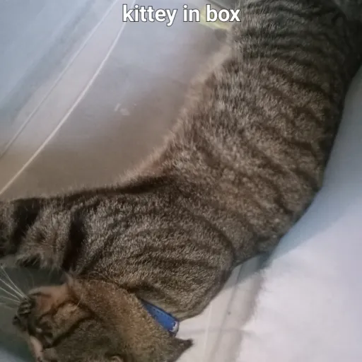 creator cat in a box's avatar