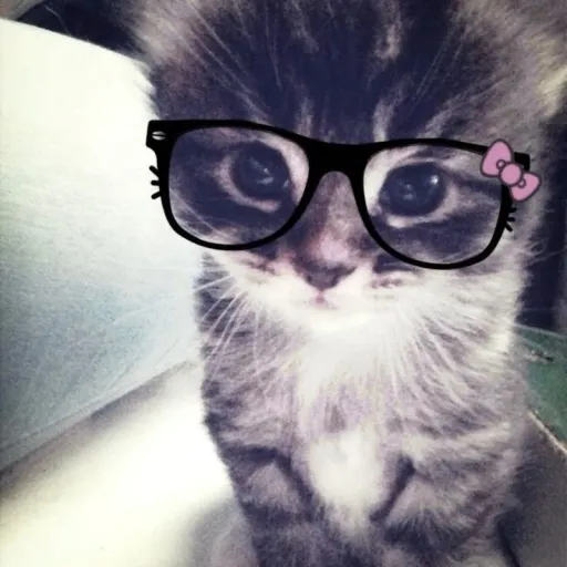 creator sha *sha lang*'s avatar