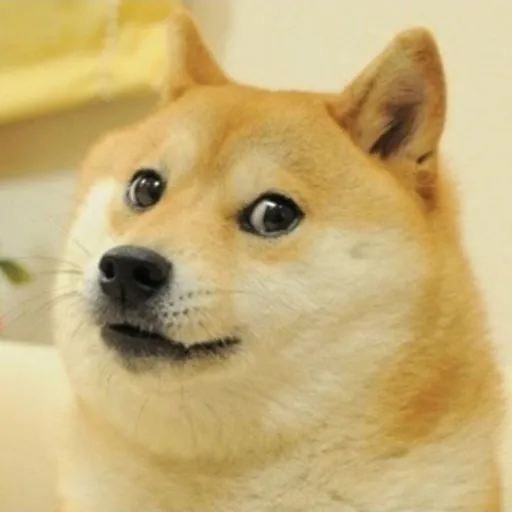 creator ♧♡Doge♡♧'s avatar