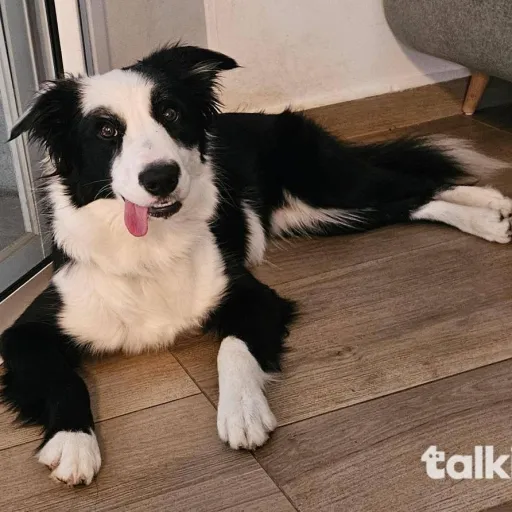 creator ALEX:D Grrr's avatar