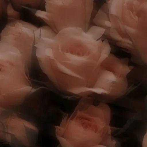 creator Adeline __'s avatar