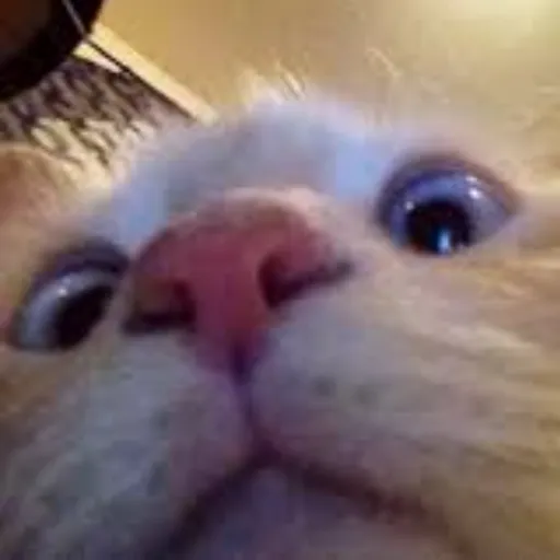 creator NOTMEORYOU's avatar
