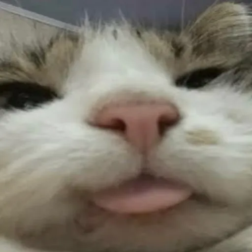 creator Lalathecatlover's avatar
