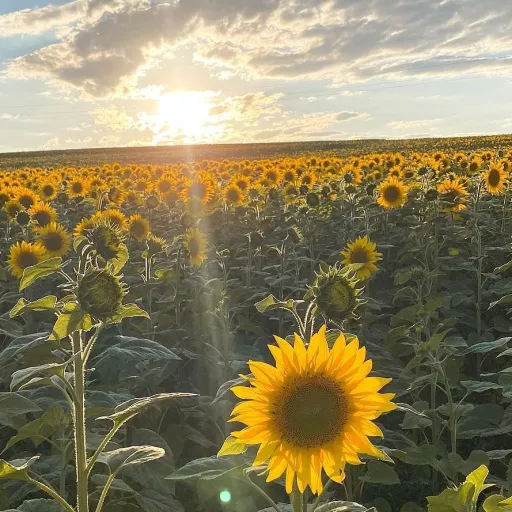 creator SUNFLOWER••'s avatar