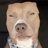 creator Pitbull 🐶 🌈's avatar