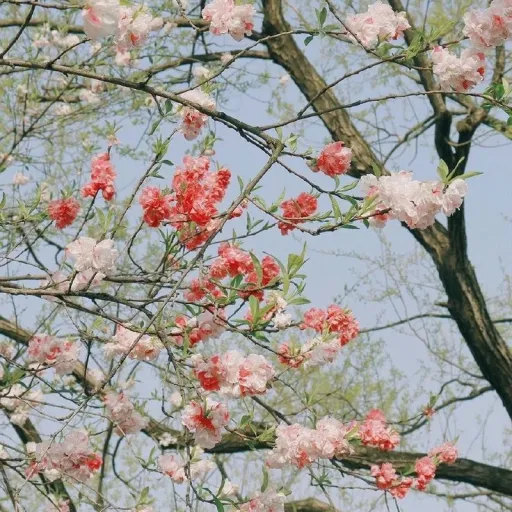 creator ~flowerwood~'s avatar