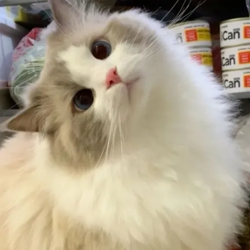 creator Emilia°'s avatar