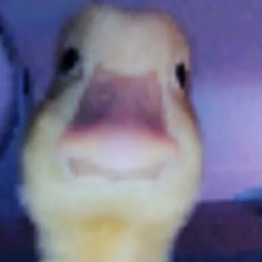 creator DuckyPucky's avatar