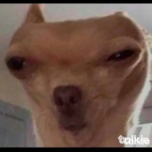 creator Mr.Drunk_chihuahua's avatar