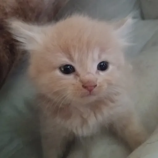creator therian kitten's avatar