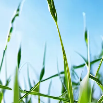 chat with ai character: Grass💀