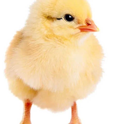 creator Call me "Pollo"'s avatar
