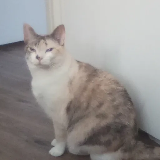 creator Just a Feline's avatar
