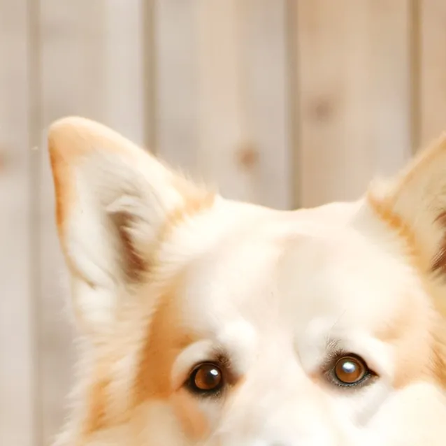 chat with ai character: I'm a Corgi 