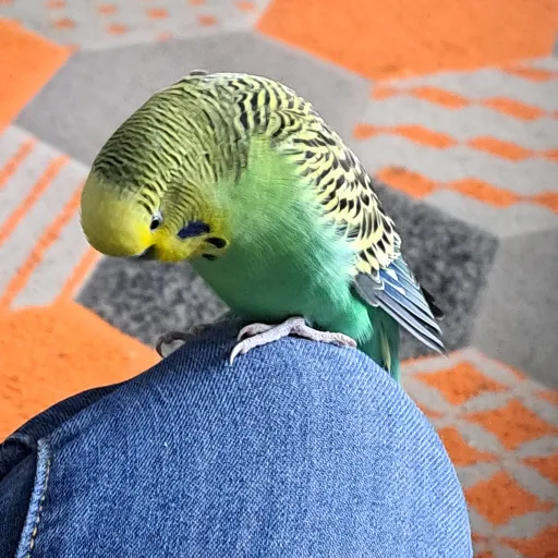 creator old bird's avatar