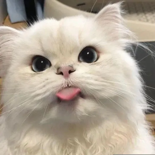 creator Mr.White_Cat2024's avatar