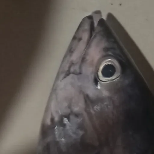 creator Erudon's avatar