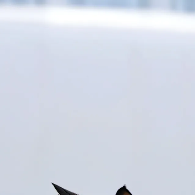 chat with ai character: oreo