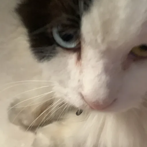 talkie's author avatar