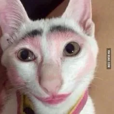 creator Kitty_slayy's avatar