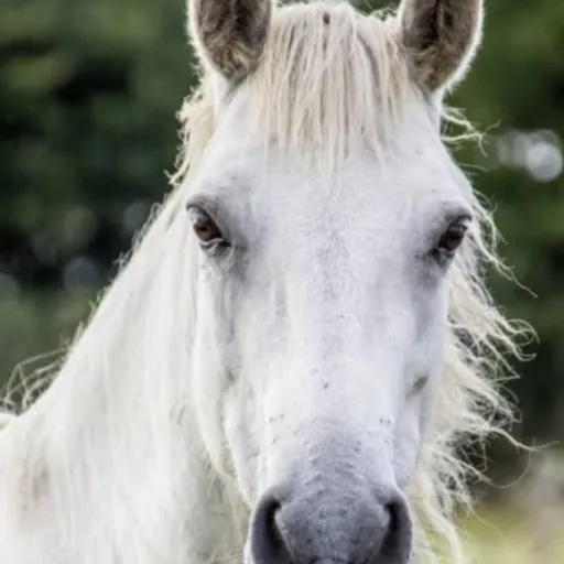 creator CHARLIE_THE_HORSE_'s avatar