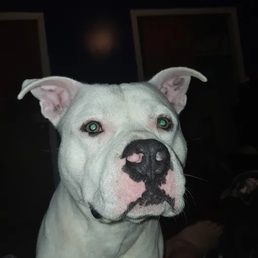 creator Chico the Pit mix's avatar
