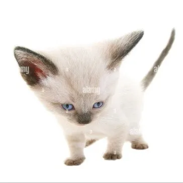 creator Lilylovecatssomuch's avatar