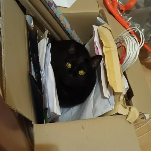 creator Luna_the/black~cat's avatar