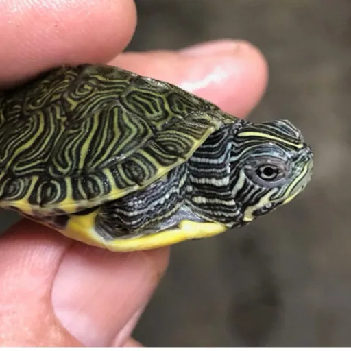 creator 🦋💛hopes 💛🦋's avatar