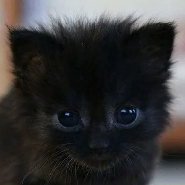 creator crismas moo-'s avatar