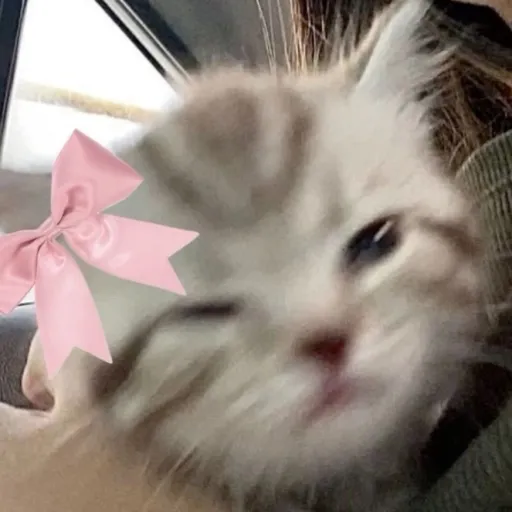 creator ( -᷅_-᷄)'s avatar