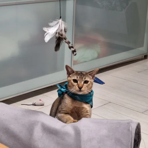 creator ♤🥀-Yuni-🥀♤'s avatar