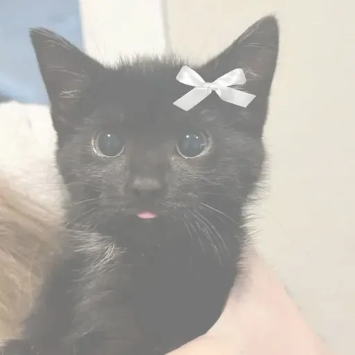 creator silly black cat's avatar