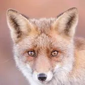 creator Mr.Fox007's avatar