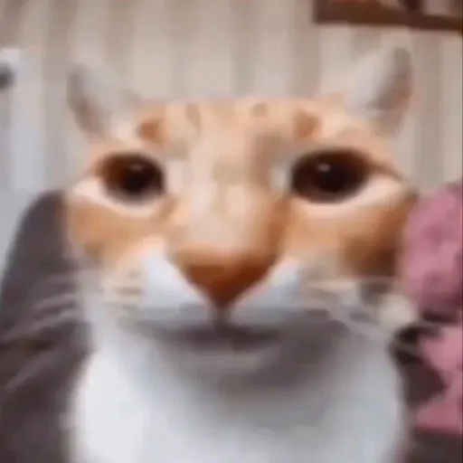 creator Soup1.0's avatar
