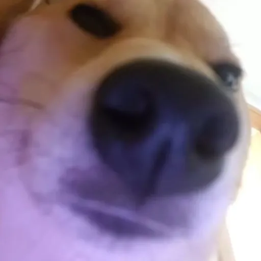 creator not ur bitch's avatar