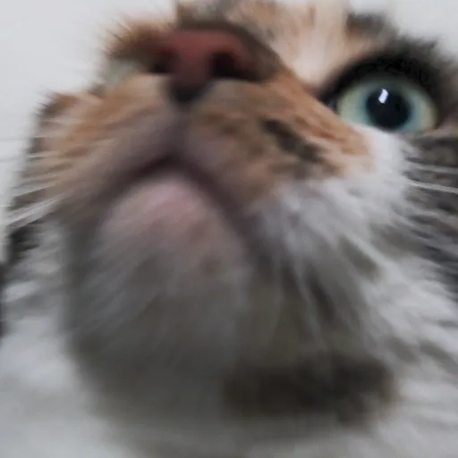 creator talkioooooooooooor's avatar