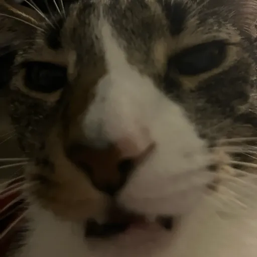 creator Aliah/The/Cat/:3's avatar