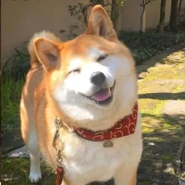 creator cute dog a shiba's avatar