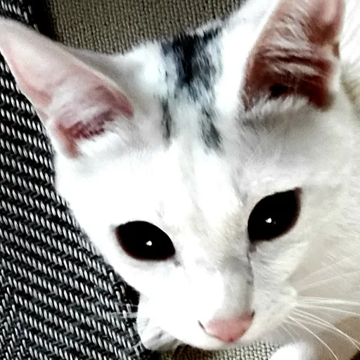 creator ieatcatsfordinner's avatar