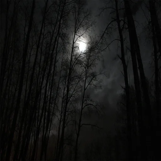 creator 🌲 night time 🌲's avatar